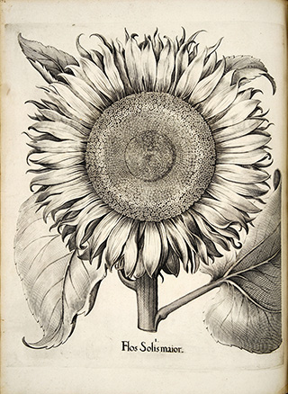large sunflower