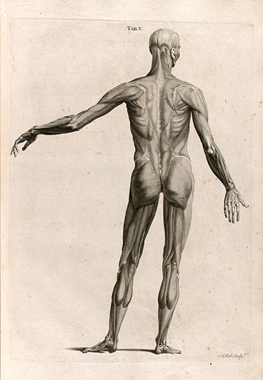 Bell's engraving of human muscles