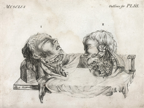 Bell's sketch of muscles in the face and throat