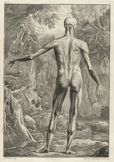 Engraving of human muscles