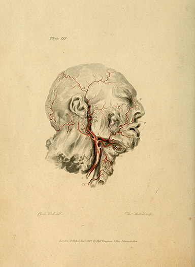 Engraving of arteries Drawn by Charles Bell