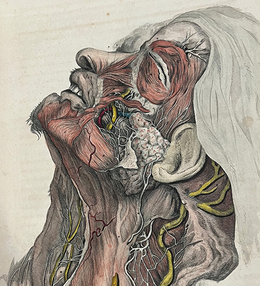 drawing of facial dissection