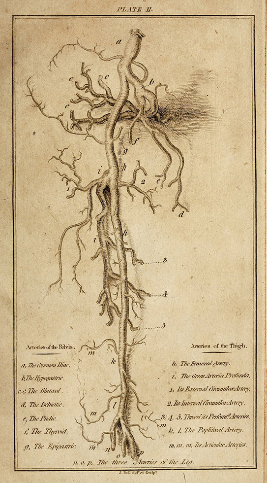 Illustration of the arteries of the pelvis and the thigh, drawn and etched by John Bell.