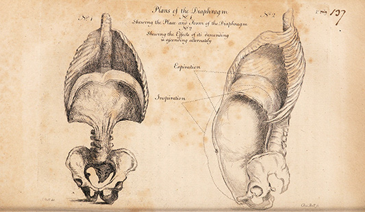 Thorax and abdomen Drawn by John Bell and etched by Charles Bell