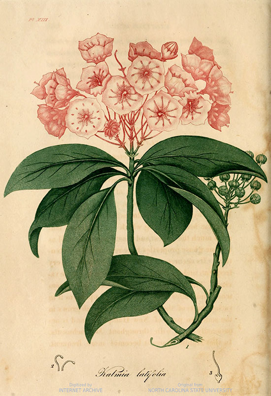 Drawing of a mountain laurel from book American Medical Botany