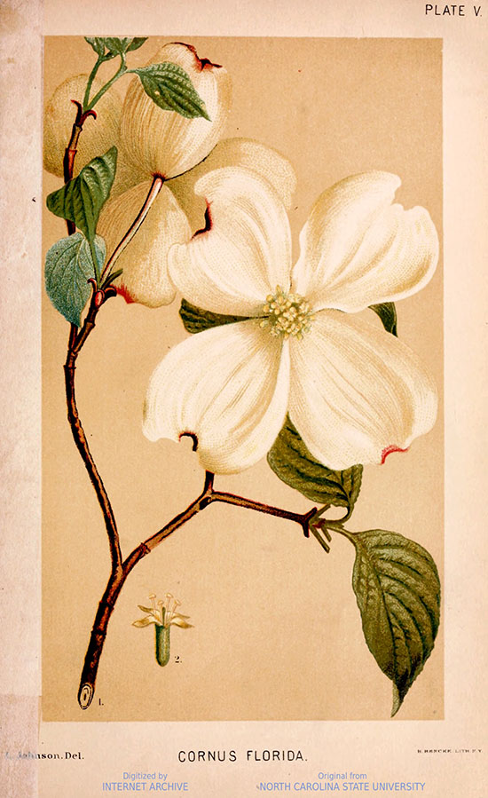 Drawing of a dogwood from book A Manual of the Medical Botany of North America