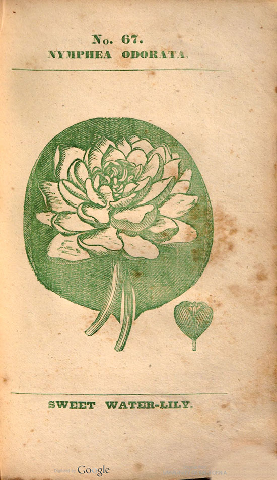 Drawing of a waterlily from book Medical Flora