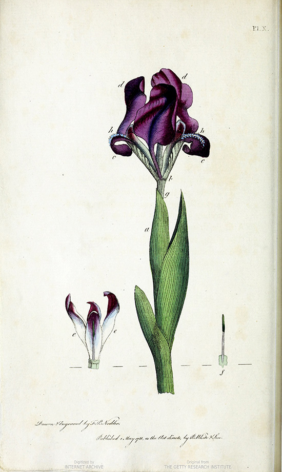 colorful drawing of an iris from book Thirty-eight Plants with Explanations