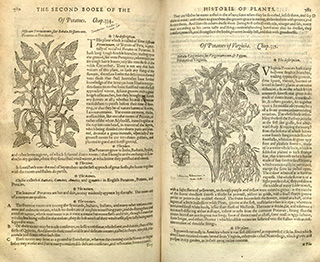 Two pages of a book showing plants and text
