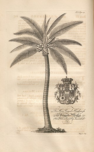 Illustration of a palm tree with a large coat of arms next to it