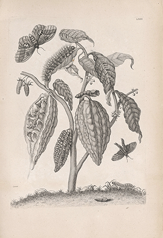 Cacao plant covered in bugs