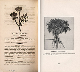 two book pages showing a print of a carrot plant and a photograph of carrots
